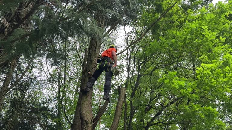 Limestone Creek, FL Tree Removal and Landscaping Services Company